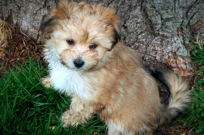 High angle portrait of puppy on grass