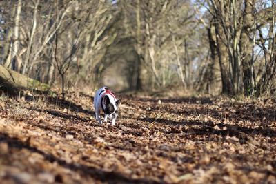 French bulldog running on field at forest