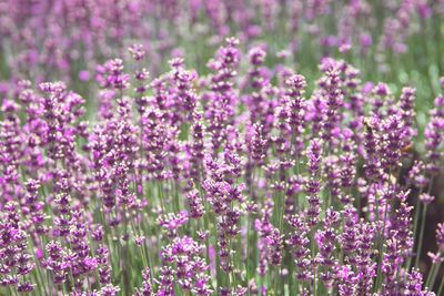 Close-up of purple flowers blooming in field