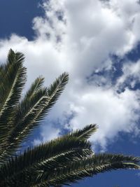 Low angle view of palm tree against sky