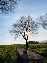 Bare tree on field against sky