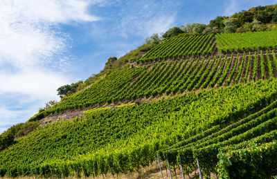 Ripening grapes on a vine plantation on a beautiful hot, sunny, summer day in western germany.