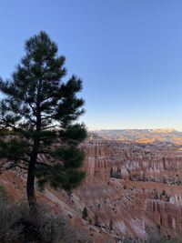 View of trees on landscape against clear sky