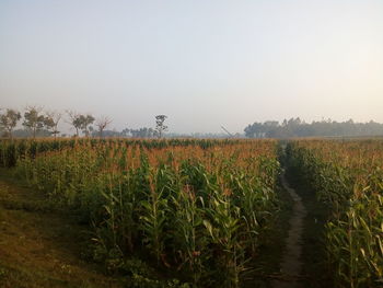 Crops growing on field against clear sky