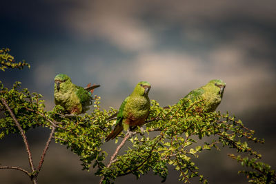 Birds perching on a tree