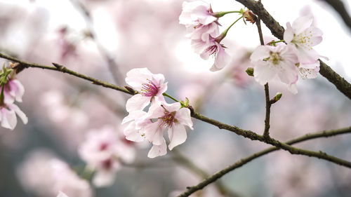 Close-up of cherry blossoms in spring