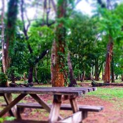 Trees in forest