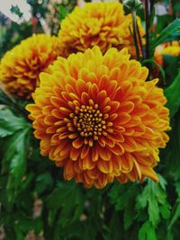 Close-up of yellow flowering plant