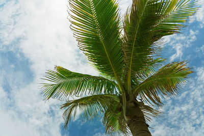 Low angle view of palm tree against sky