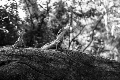 Low angle view of lizard on tree trunk