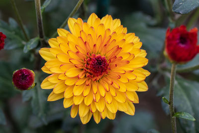 Close-up of yellow flowering plant