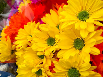 Close-up of yellow flowers