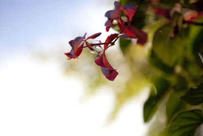 Close-up of autumnal leaves