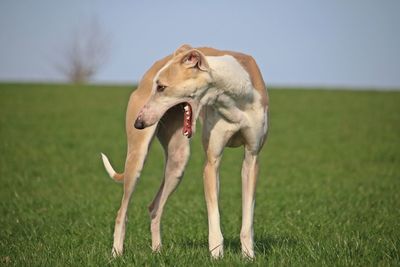 Close-up of dog on field