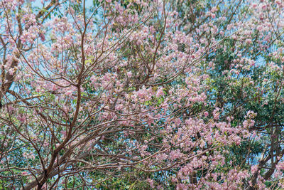 Low angle view of cherry blossoms in spring