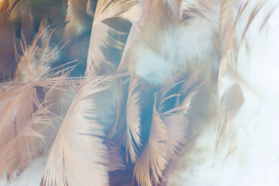 Full frame shot of feather