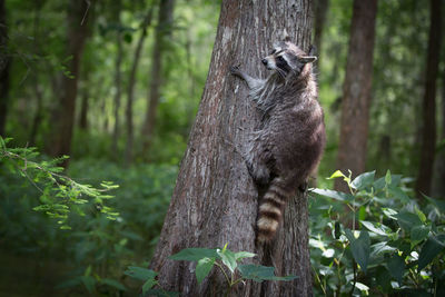 Squirrel on tree trunk