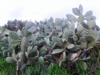 Close-up of plants growing on field