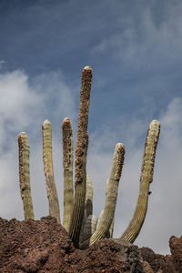 Low angle view of cactus against sky