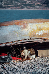 Cat sitting on beach