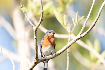 Close-up of bird perching on tree