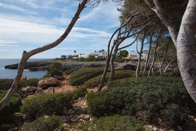 Scenic view of trees by sea against sky