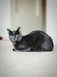 Cat sitting on floor