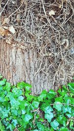 Close-up of tree trunk