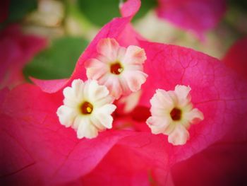 Close-up of pink flowers blooming outdoors