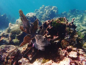 Corals in sea