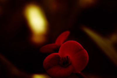 Close-up of red rose flower