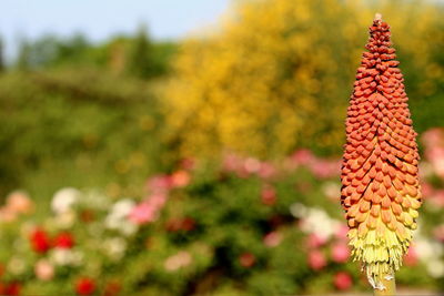 Close-up of red flowering plant