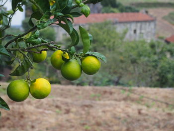 Close-up of fruits hanging on tree