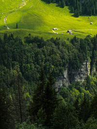 Scenic view of forest