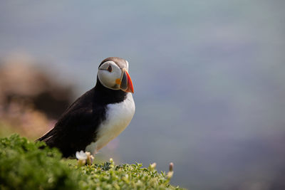 Puffin standing on a rock cliff . fratercula arctica