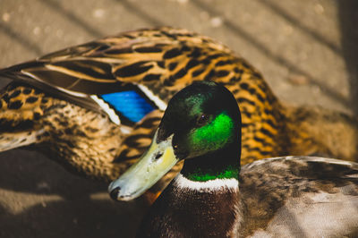Close-up of a bird