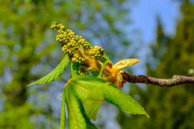 Close-up of green insect on flower