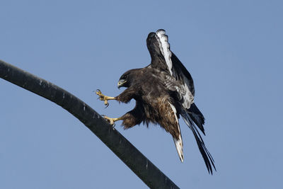 Low angle view of eagle flying against sky