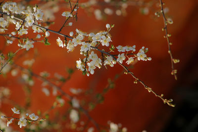 Close-up of red blossom on tree