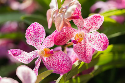 Close-up of pink flowering plant