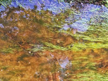 Reflection of trees in water