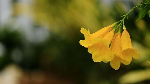 Close-up of yellow flowering plant