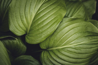 Full frame shot of green leaves. deep shadows. green background. colorful concept