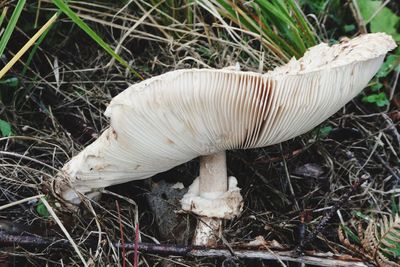 High angle view of mushroom growing on field