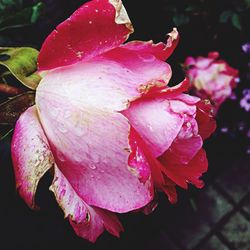 Macro shot of pink rose flower