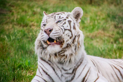 Close-up of a cat on grass