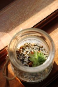 High angle view of plants in jar on table