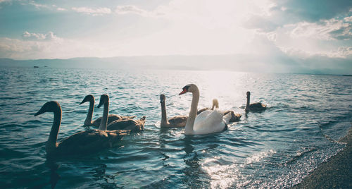 Swans swimming in sea against sky