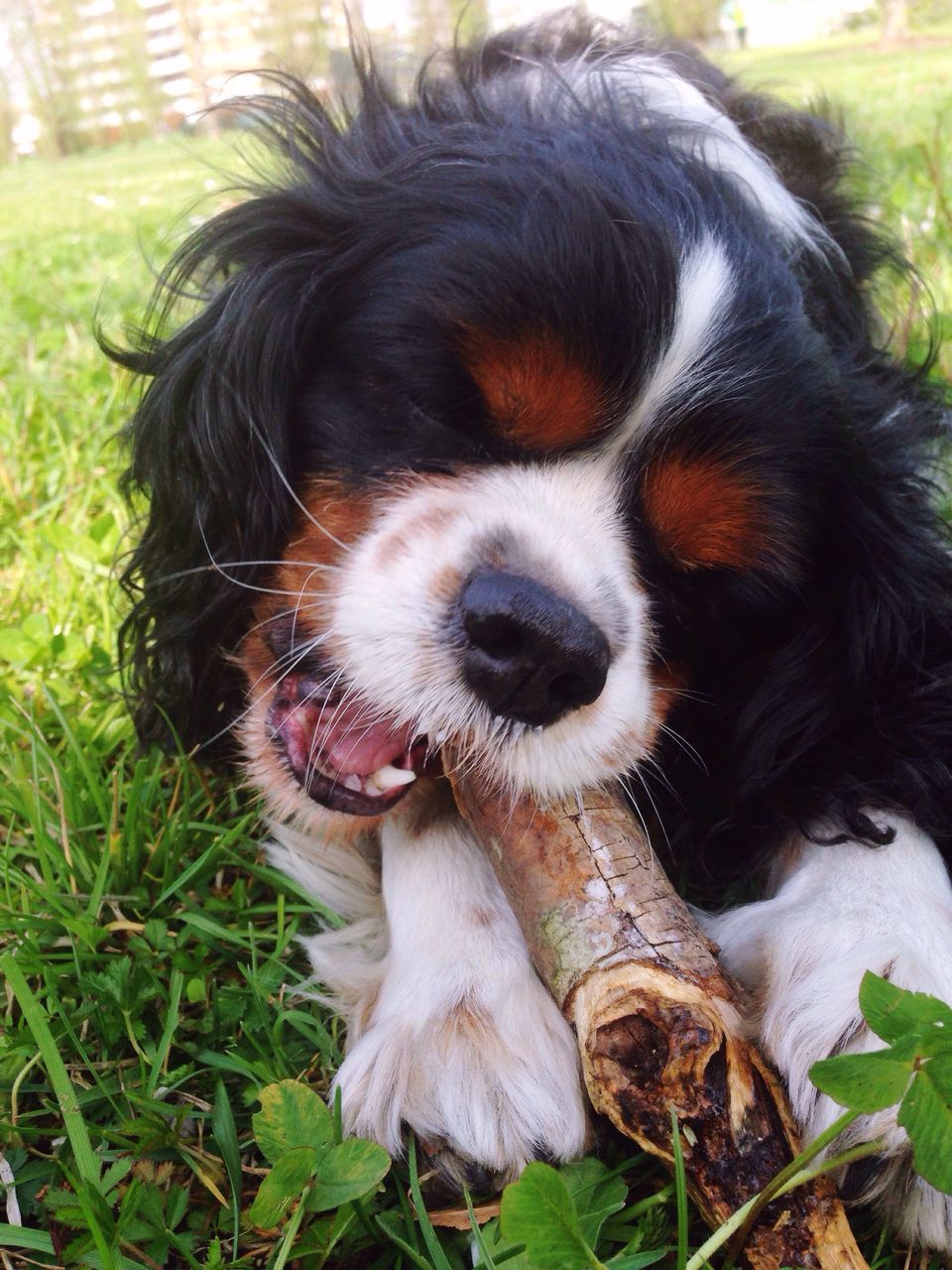 animal themes, pets, dog, one animal, domestic animals, mammal, grass, field, no people, day, portrait, outdoors, close-up, nature