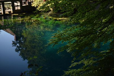 Reflection of trees in water